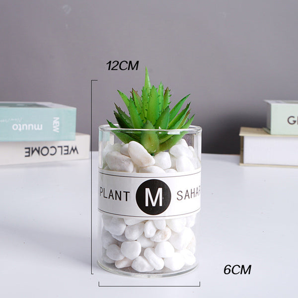 Succulent under Glass Dome